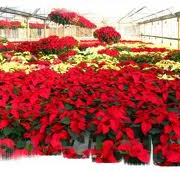 empresa jardineria malaga