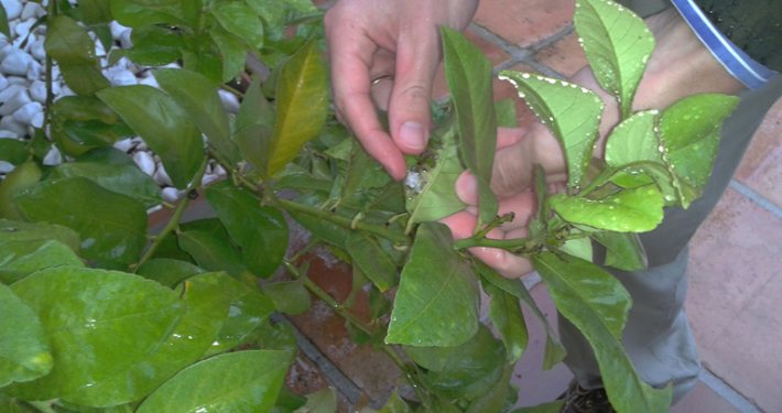 Drenaje Empresa de mantenimiento de jardines en Marbella