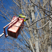 poda de árboles en invierno