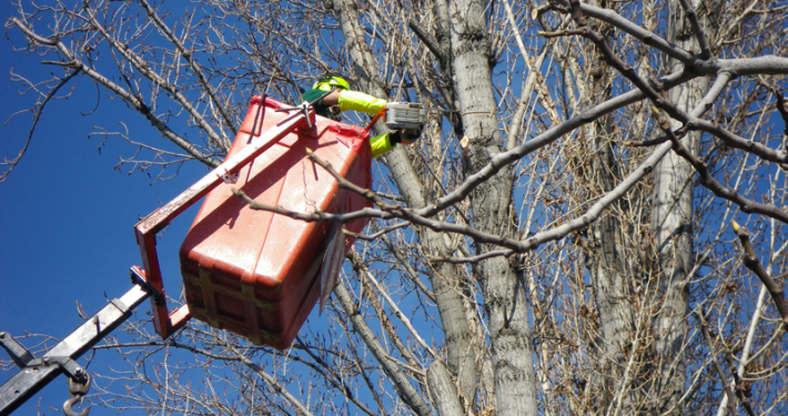 poda de árboles en invierno