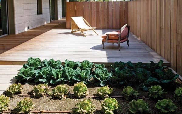 pasos para comenzar con tu huerto