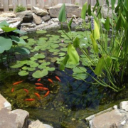 plantas para estanques