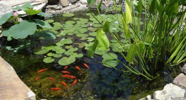 plantas para estanques
