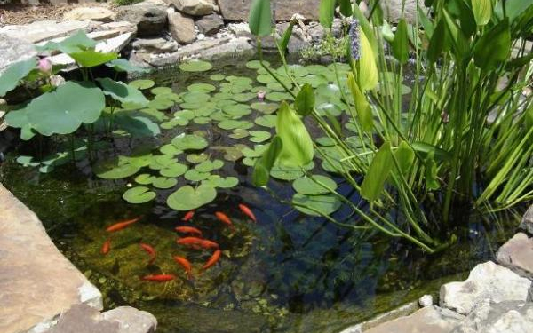 plantas para estanques