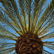 palmera datilera