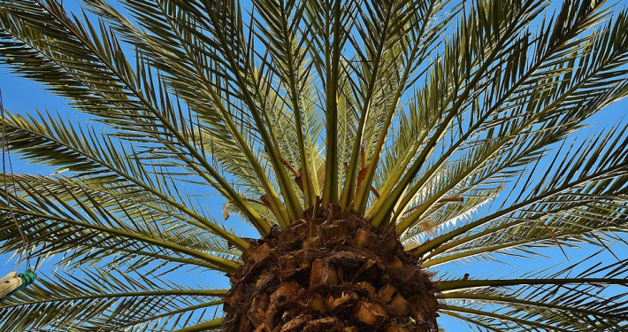 palmera datilera