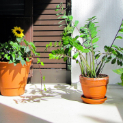 plantas de interior