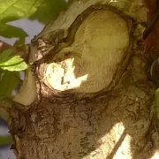 heridas en árboles jardinería en Málaga y Marbella