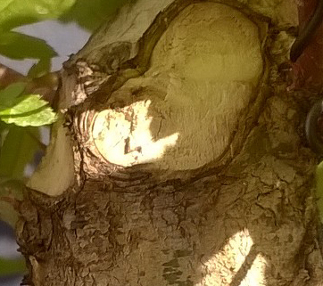 heridas en árboles jardinería en Málaga y Marbella