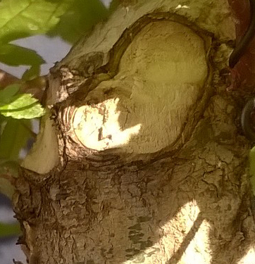 heridas en árboles jardinería en Málaga y Marbella