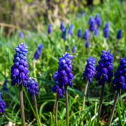 jardineria profesional marbella