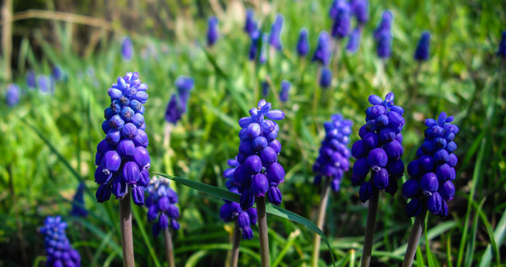 jardineria profesional marbella