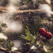 empresa jardineria marbella