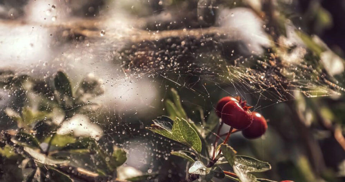 empresa jardineria marbella