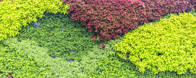 ¿Qué plantas rastreras tienen flor?