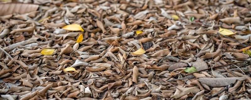 Mulching: qué es y por qué debes practicarlo