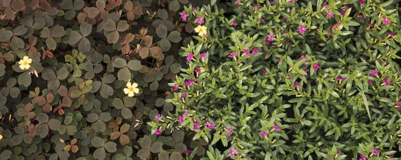 Plantas tapizantes, la mejor alternativa al césped