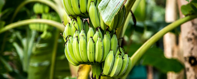 Consejos para tener tu propia platanera en el jardín