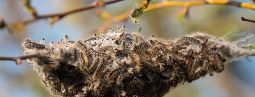 procesionaria del pino