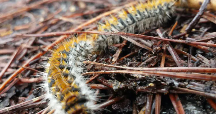 procesionaria del pino