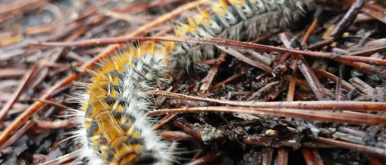 procesionaria del pino