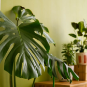 cuidados de la monstera deliciosa