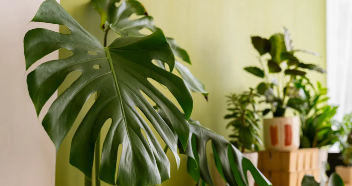 cuidados de la monstera deliciosa