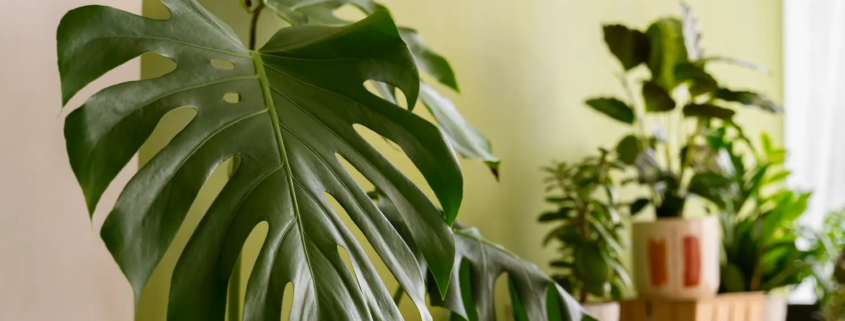cuidados de la monstera deliciosa
